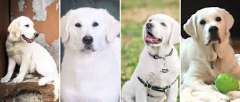Our next litter will arrive fall 2021. English Cream Golden Retriever Breeders Treasure Goldens White Golden Retriever Puppies