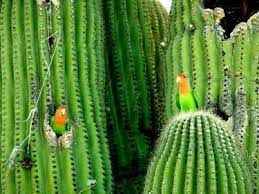 14 Fun Facts About Lovebirds Science Smithsonian Magazine
