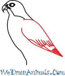 How To Draw A Peregrine Falcon Anthro beak beaks bird birdofprey birds digital draw drawing expressions falcon furry raptor traditional tutorial how art howtodrawbeaks peregrinefalcon. how to draw a peregrine falcon