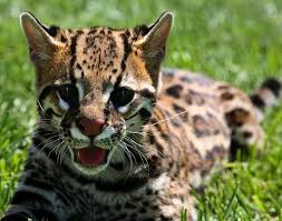 So Beautiful Rainforest Animals Cute Animals Animals Beautiful