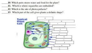 We did not find results for: 10 Which Parts Stores Water And Food For The Plant 11 Which Is Where Organelles Are Embedded 12 Brainly Ph