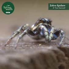 1920x1080 animals for > spider man images hd. Bbc One The Dance Of The Zebra Spider Facebook