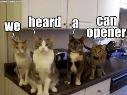 Pin By Catmom On All Cats Cats And Kittens Cats Funny Cats