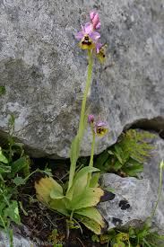 Image result for Ficalhoa