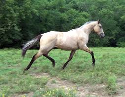 Buckskin definition, the skin of a buck or deer. Buckskin Aqha Ranch Filly Horse Of Your Dreams