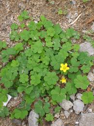 Image result for Oxalis corniculata