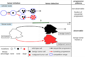 The cells of a malignant, or cancerous, tumor can divide uncontrollably and produce . Frontiers Patterns Of Tumor Progression Predict Small And Tissue Specific Tumor Originating Niches Oncology