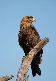 Birds Of South Africa Pictures And Names South African Wildlife African Wildlife South African Birds African