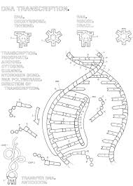 Dna polymerase adds complementary bases in the 5' to 3' direction to form the leading strand. Best Images Of Dna Double Helix Coloring Worksheet The Replication Structure Math Is Fun Dna Structure Coloring Worksheet Worksheets Multiplication Facts Activities Games To Teach Fractions Elementary Math Practice Grade 10 Mathematics