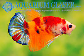 If you have a question or problem. Betta Splendens Emerald Candy Aquarium Glaser Gmbh