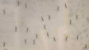 Für den menschen ist das tier gefährlich: West Nile Virus Found For First Time This Year In Massachusetts Mosquito Sample