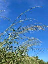 Image result for Andropogon fastigiatus