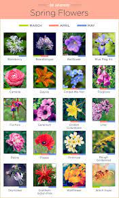 What Flowers Are In Season Ftd Com Spring Flowers Names Spring Season Flowers Flowers Perennials