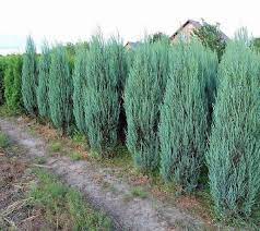 Maybe you would like to learn more about one of these? Juniperus Scopulorum Blue Arrow Blue Arrow Rocky Mountain Juniper Conifer Trinomial American Conifer Society