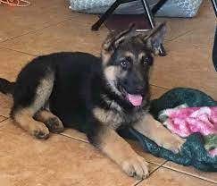 Hide this posting restore restore this posting. German Shepherd Puppies Craigslist Online Shopping