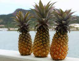 Its sweet flavor is a result of a specific type of soil and the right amount of rainfall, allowing the sugar. The Antigua Black Pineapple An Island Treasure Sandals Blog