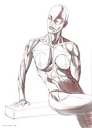 Drawing anatomy for beginners can feel overwhelming at first because there are so many muscles on the body. Hitz News Female Torso Muscle Anatomy Drawing Female Anatomy And Muscles Body Without Skin Isolated On White Stock Photo Download Image Now Istock Hundreds Of Drawings Illustrate Both The