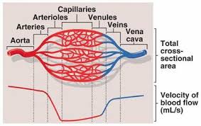 The exchange of gases and other substances between cells and the blood takes place across the extremely thin walls of capillaries. Human Biology Blood Vessels Pathwayz