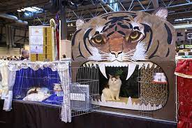 Birmingham Cat Show A Cat Named Bostin Buddy Waits In Its Pen Photographer Oli Scarff Cats Cat Cages Cat Top