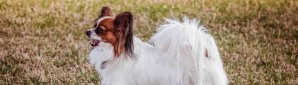 Einem hund das bellen abgewöhnen. Dein Hund Bellt Ubermassig Wir Erklaren Dir Die 5 Moglichen Ausloser