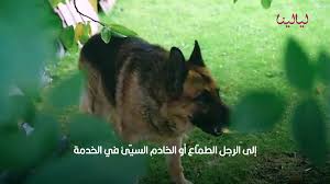 الكلب في المنام|تفسير حلم الكلب لابن سيرين|ليالينا - ليالينا