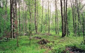 Der einzige checkpoint zwischen weissrussland und russland der offiziell noch grenzkontrollen hat, da er am dreiländereck auch die ukraine bedient. Die Tundra Oder Die Taiga Was Ist Eigentlich Was Weites Land