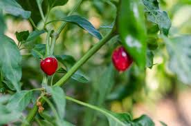Barry wong / getty images. Small Peppers Guide Tiny Delivers Big Pepperscale