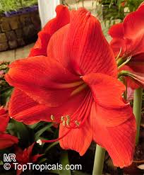 Hippeastrum is a genus of about 90 species and over 600 hybrids and cultivars of perennial herbaceous bulbous plants. Hippeastrum Sp Amaryllis Toptropicals Com