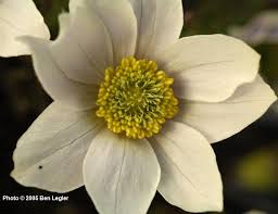 Image result for Vepris drummondii