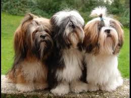 Lhasa Apso World S Best Video Compilation Of Funny Fighting Playfull Puppies And Dogs In Hd Youtube In 2020 Lhasa Apso Puppies Lhasa Apso Lhasa