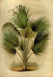 antique french botanical print thrinax caribbean palm tree illustration digital download kati sanati illustration botanique dessins botaniques ve palmier