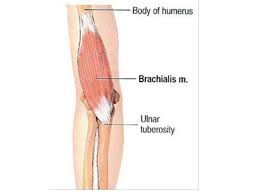 There are four muscles in you upper arm, which is delimited by your shoulder joint and your elbow joint. Anatomy Of Anterior Compartment Of Arm