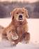 Golden Labrador Puppies for Sale in California