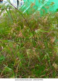 Image result for Wiesneria