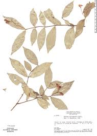 Image result for Mostuea