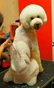Pin On Grooming