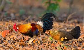 Meski tidak jelas kapan ayam mulai dipelihara oleh manusia, namun sejak peradaban lembah indus atau sekitar 5.000 tahun lalu ayam telah mulai diternakkan. Pemikat Ayam Hutan Malaysia Home Facebook