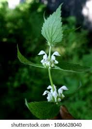 Image result for Droguetia iners