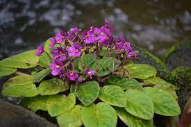 Kumpulan nama bunga lengkap beserta gambar dan deskripsinya. Tanaman Hias Berbunga Indah Violces Violet Afrika Saintpaulia Ionantha Planter And Forester
