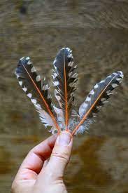 Feathers can add such a whimsical and delightful touch to decorative items, or, can be the decorative item in themselves. Pin By Kelsey Crosby On Feathers Feather Magic Northern Flicker Feather Identification