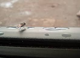 Earthworms are also a food source. Why Are There So Many Flies In My Apartment All Of A Sudden Apartment Abc