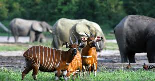 Image result for Trianthema mozambiquense