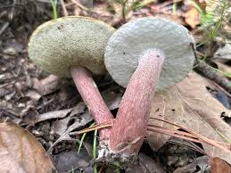 Image result for Boletus separans