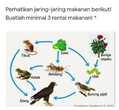 We did not find results for: Perhatikan Jaring Jaring Makanan Berikut Buatlah Minimal 3 Rantai Makanan Brainly Co Id