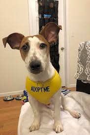 Redeemable at battle pet masters. guides. 6 Perfect Pups To Adopt Now In Chicago Cbs Chicago