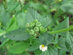 Image result for Sida rhombifolia