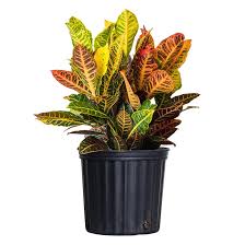 Image result for Croton kilwae