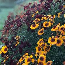 Image result for Coreopsis tinctoria