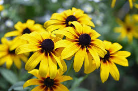 Image result for Rudbeckia hirta