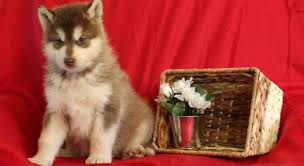 Does well with my 60 and 30. Alaskan Malamute Meet Everest A Puppy For Adoption Puppy Adoption Alaskan Malamute Puppies Puppies